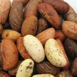 Bitter Kola: The African Superfood for Health & Trade