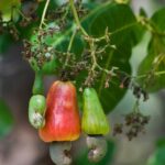 Cashew Nuts: Premium Quality for Global Market