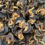 Snail: A Nutritious Delicacy for Global Markets