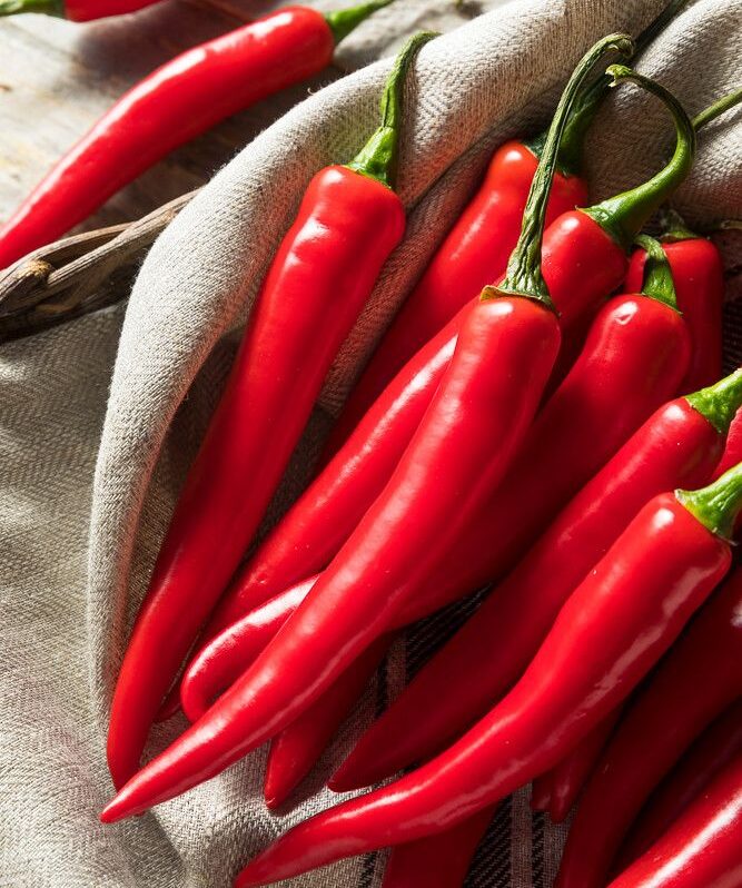 Chilli Pepper