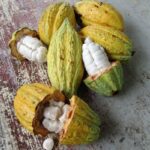Why Should You Use Cocoa Butter_ It's UhMaaaZing!