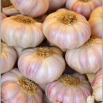 fresh garlic
